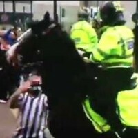Bud, the police horse punched by an idiot Newcastle fan yesterday, is fine