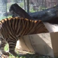 It turns out all cats are the same, no matter the size 