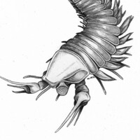 500 million-year-old fossil named after Johnny Depp