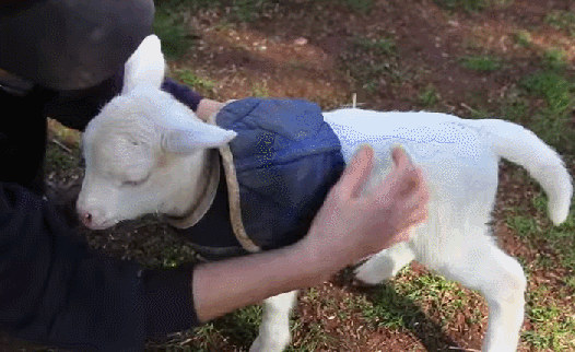 Image result for two shakes of a lambs tail gif