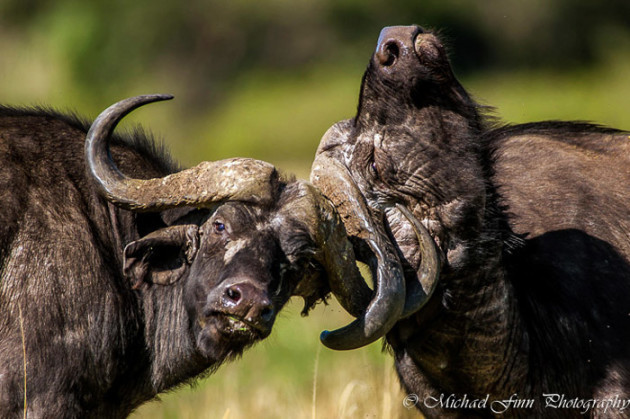 buffalo-maasai-mara-kenya