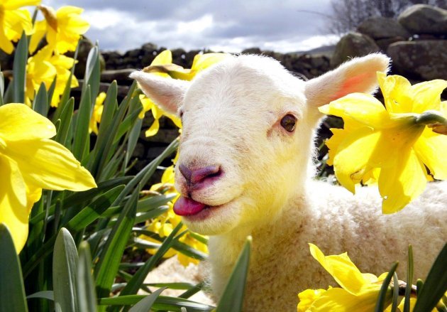 Can you eat daffodils?