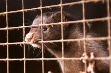 Poll: Should we ban fur farming in Ireland?