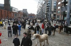 Man arrested in Galway over Smithfield horse fair chaos