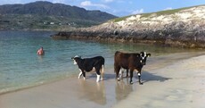 Presenting...your now weekly photo of cows taking a stroll on the beach