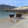 Presenting...your now weekly photo of cows taking a stroll on the beach
