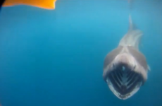 WATCH: Huge basking shark swims with kayaker in Donegal