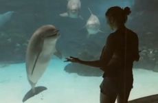 Dolphin gets great craic out of girl doing somersaults