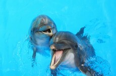 Study finds dolphins use names to call each other
