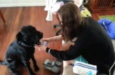 Man proposes to girlfriend with help from his dog