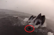 Diver has luckiest escape ever after whale almost eats him