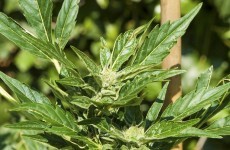 Man arrested as 500 cannabis plants found at 'sophisticated' grow house