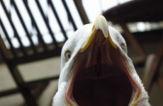 Here's the proof that seagulls are the devil incarnate