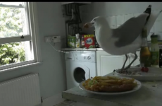 Seagull steals entire dinner... then gets its comeuppance