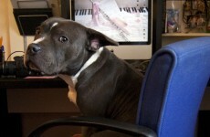 16 things only people who work from home will understand