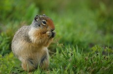 LA park evacuated after squirrel found with deadly plague bacteria