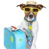 In an emergency situation your pet can now travel without its passport
