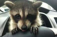 Forget cats and dogs, we want a pet raccoon...