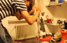 This cat gives cooler high fives than you or anyone you know