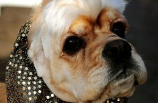 Doggone it but I'm a good-looking beast...