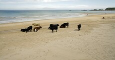 Mooove over: cattle catch some rays on an Antrim beach