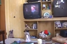 Dog gets emotional watching a film about lost pets