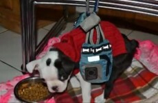 Puppy with birth defects learns to walk...to the Rocky theme song