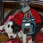 Puppy with birth defects learns to walk...to the Rocky theme song