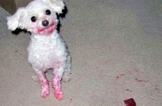 8 dogs who just wanted to be pretty