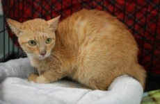 Stowaway cat survives 6,400 mile boat trip from Philippines to LA