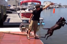 This dog needs to go back to dog school