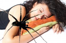 Debunked: Do you really eat a dozen spiders in your sleep every year?