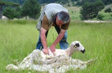 Australia wants our tree surgeons and sheep shearers