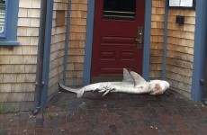 Five-foot shark found blocking pub door