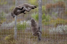The mystery of the traumatised baboons at a Dutch zoo