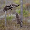 The mystery of the traumatised baboons at a Dutch zoo