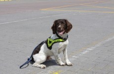Ralph the dog helps Revenue seize €1.5 million of heroin at Rosslare port