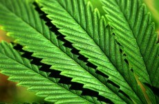 Two arrested after cannabis herb worth €2.4m found in Co Meath