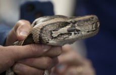 Two children killed in their sleep by escaped python