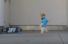 WATCH: Jiff is the most talented dog to ever ride a skateboard