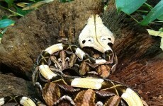 Appeal for reptile legislation HERE after tragic Canada deaths