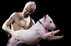 People playing the bass look like they're tickling dogs