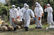 Deadly strain of bird flu may have passed between people for first time
