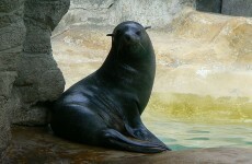Zookeeper suspended for allegedly punching seal