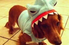 8 individuals who are really excited about our Sharknado live blog