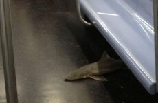 Dead shark found on New York subway; internet freaks out