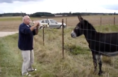What? You've never seen a donkey/trumpet duet before?