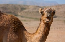 Deadly MERS virus may be spread by camels