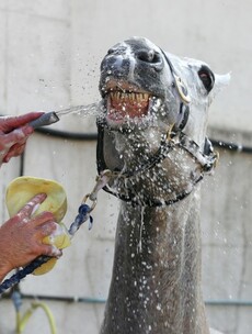 Say cheese! 14 of our favourite pics from the sporting week