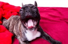 Study: Your dog yawns with you because they love you